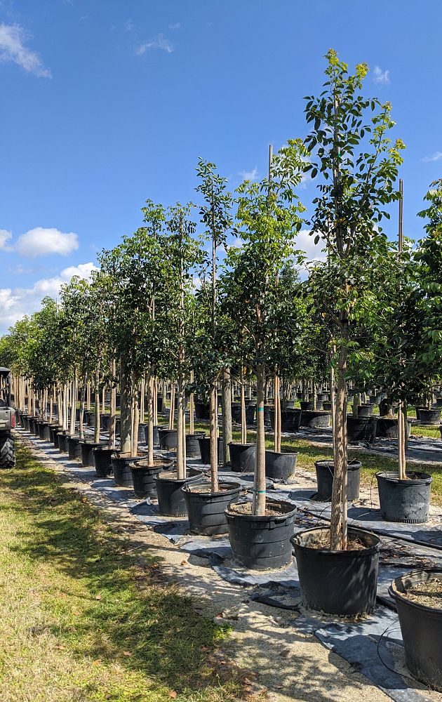 bursera-simaruba-gumbo-limbo