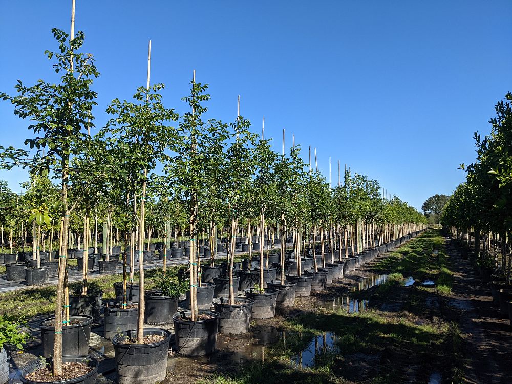 bursera-simaruba-gumbo-limbo