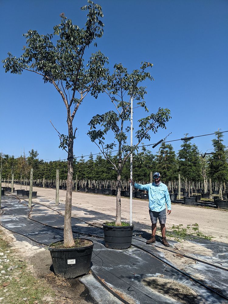 bursera-simaruba-gumbo-limbo