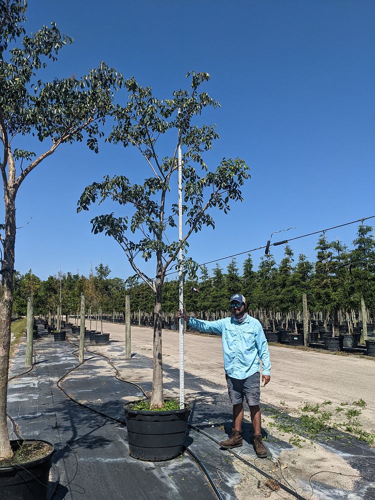 bursera-simaruba-gumbo-limbo