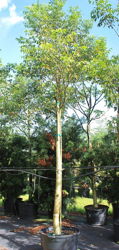 bursera-simaruba-gumbo-limbo