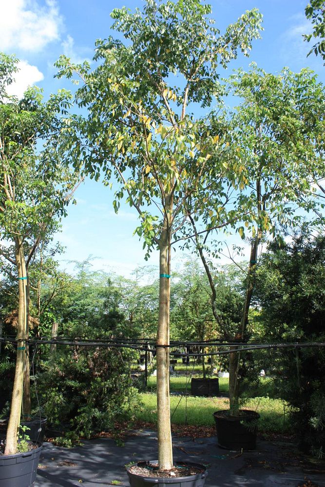 bursera-simaruba-gumbo-limbo