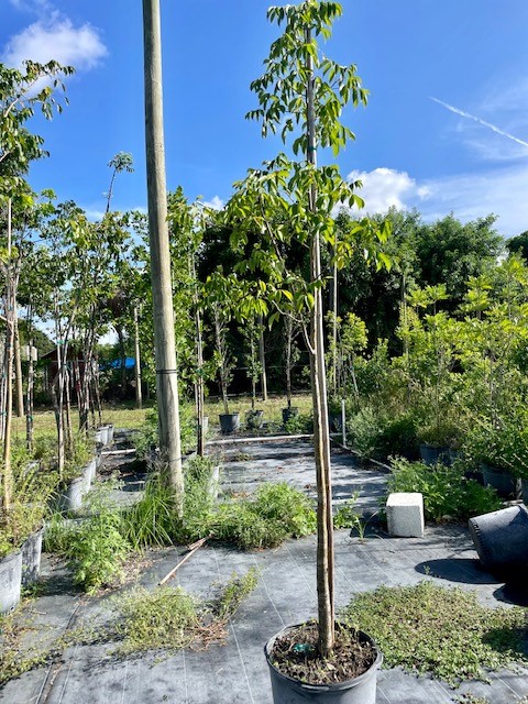 bursera-simaruba-gumbo-limbo