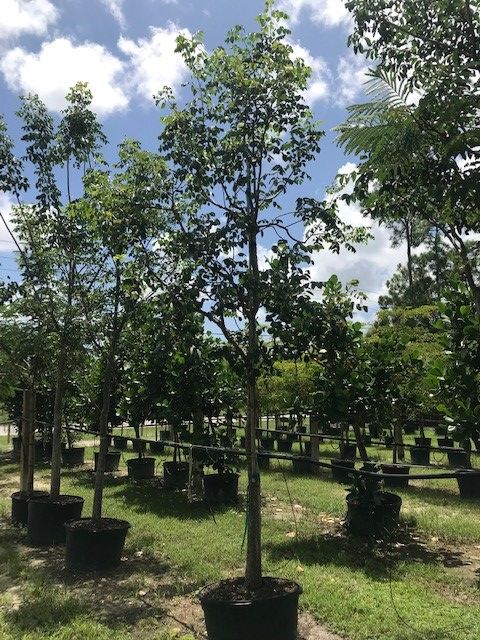 bursera-simaruba-gumbo-limbo