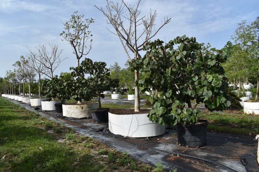 bursera-simaruba-gumbo-limbo