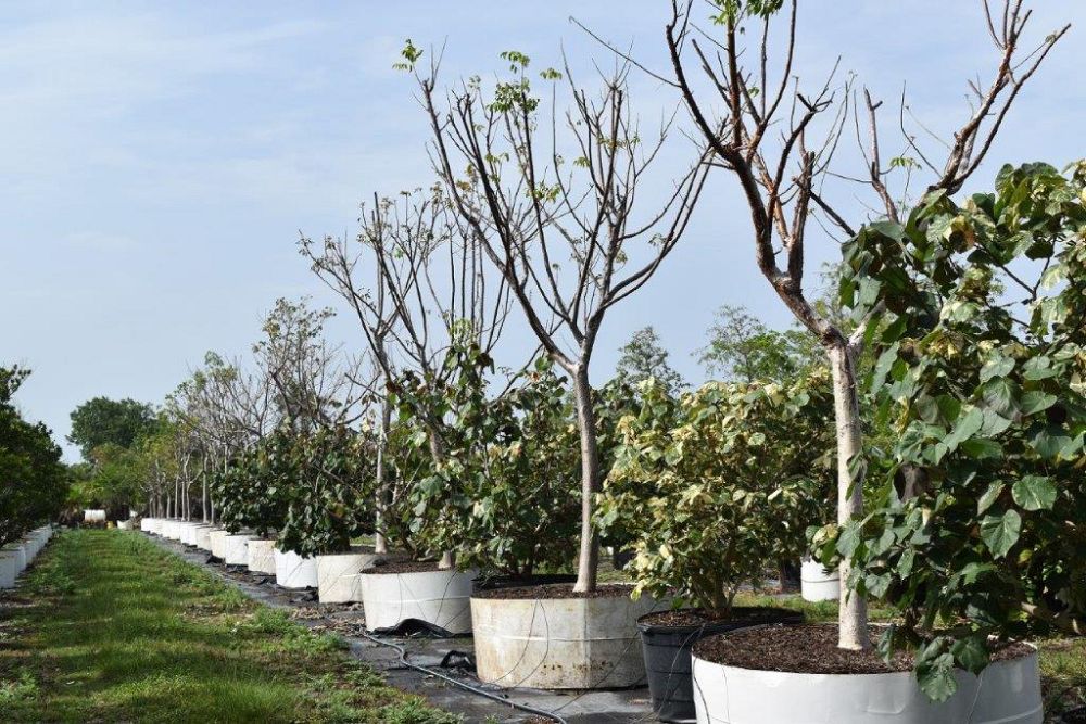 bursera-simaruba-gumbo-limbo