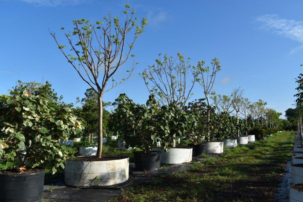 bursera-simaruba-gumbo-limbo
