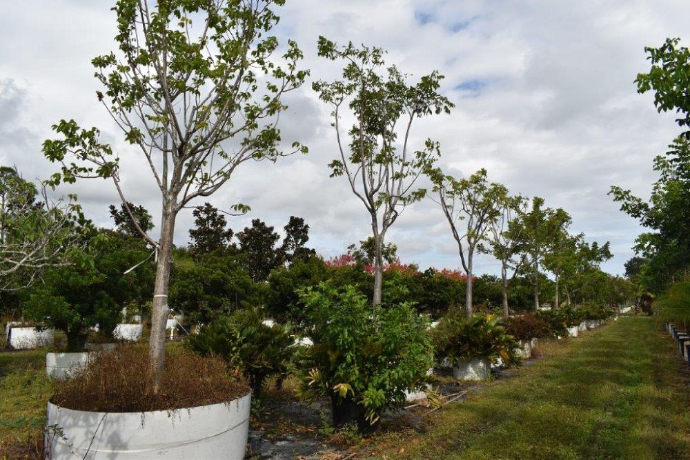 bursera-simaruba-gumbo-limbo