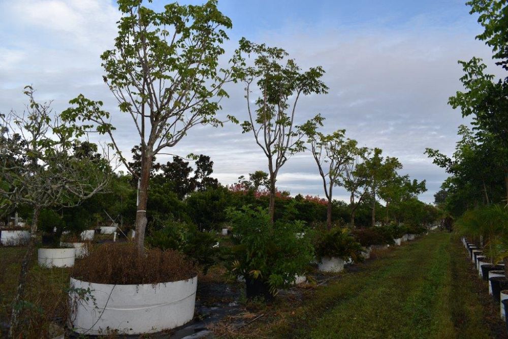 bursera-simaruba-gumbo-limbo