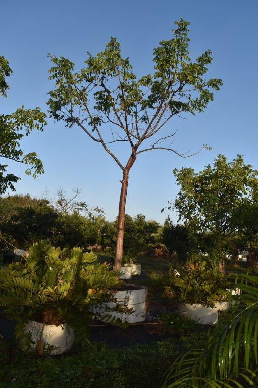 bursera-simaruba-gumbo-limbo