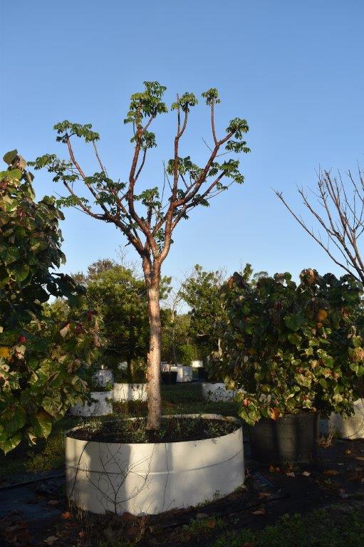 bursera-simaruba-gumbo-limbo