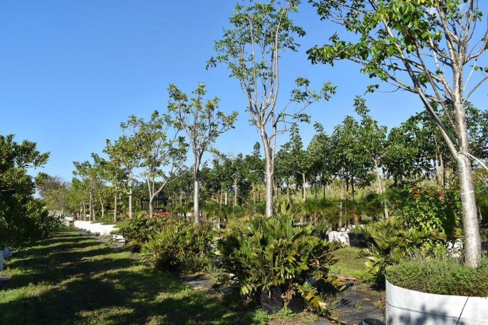 bursera-simaruba-gumbo-limbo