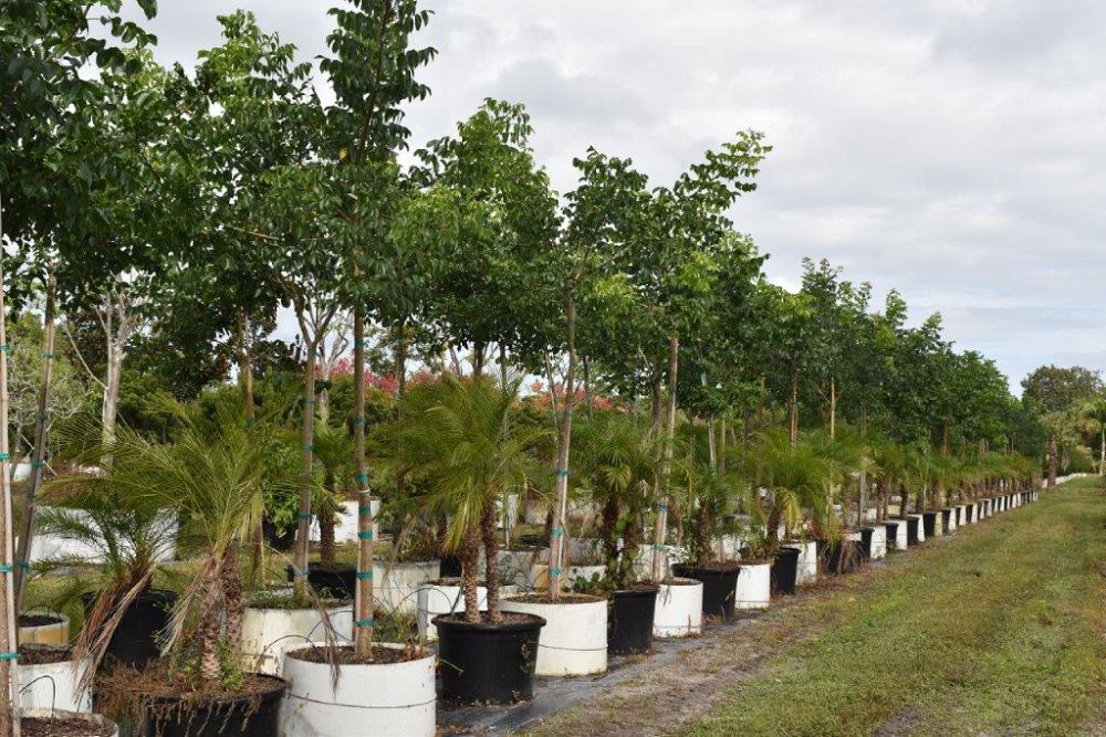 bursera-simaruba-gumbo-limbo