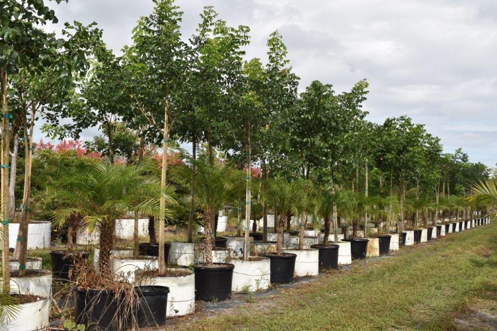 bursera-simaruba-gumbo-limbo