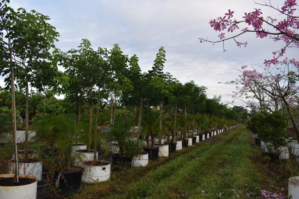 bursera-simaruba-gumbo-limbo