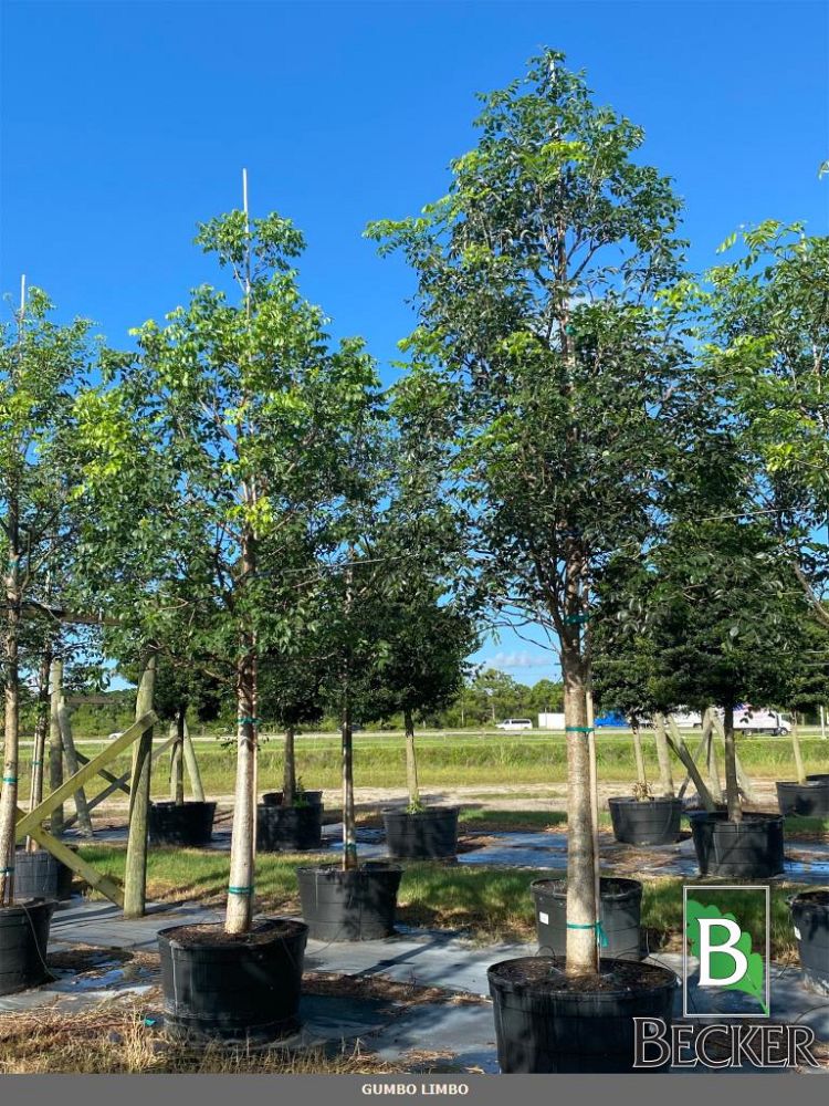 bursera-simaruba-gumbo-limbo