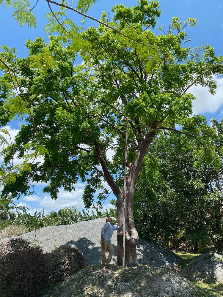 bursera-simaruba-gumbo-limbo