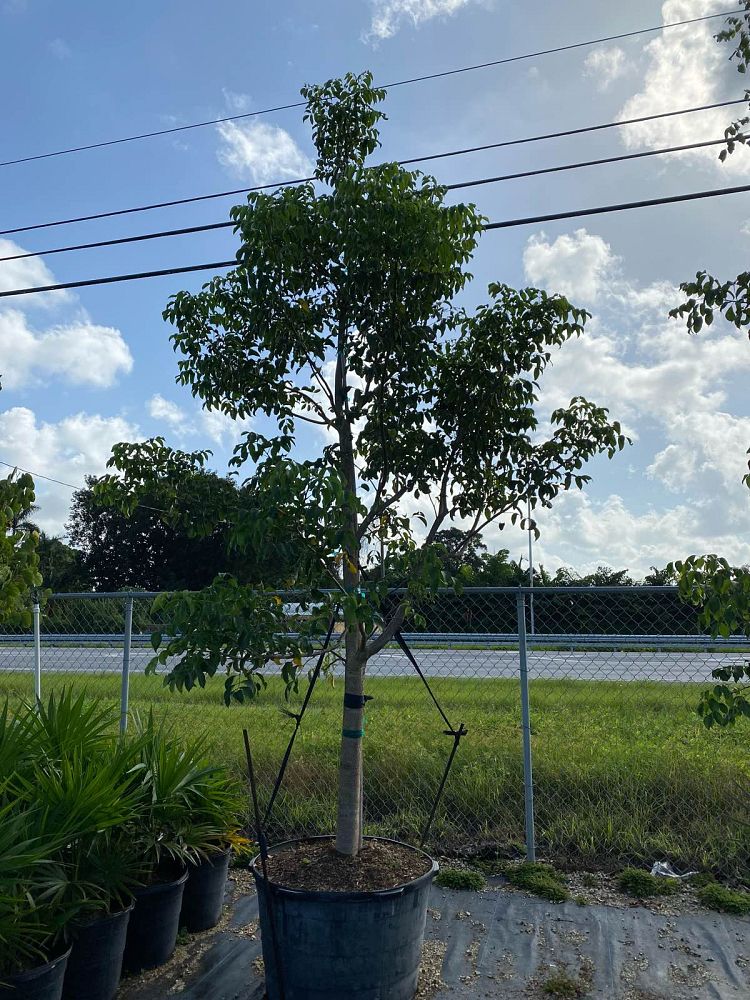 bursera-simaruba-gumbo-limbo