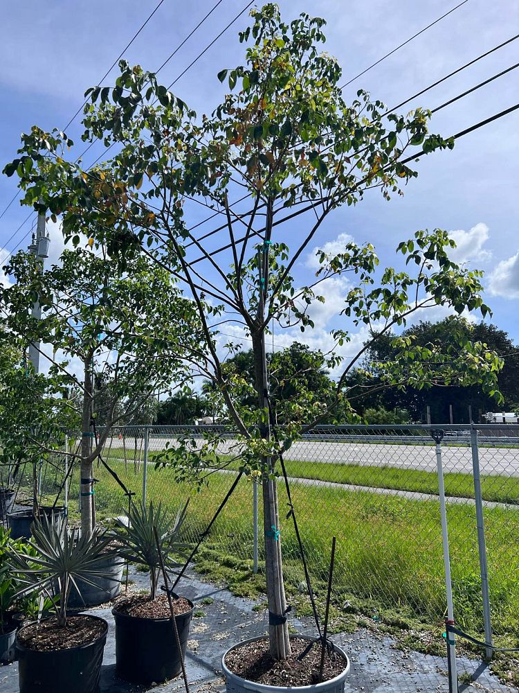 bursera-simaruba-gumbo-limbo