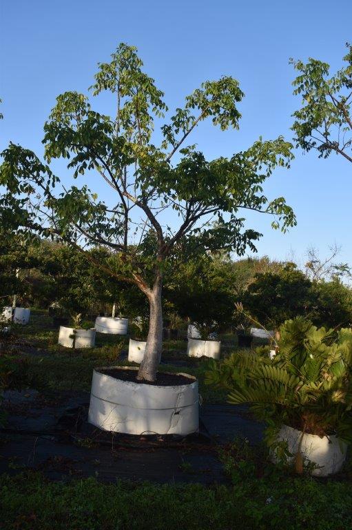 bursera-simaruba-gumbo-limbo