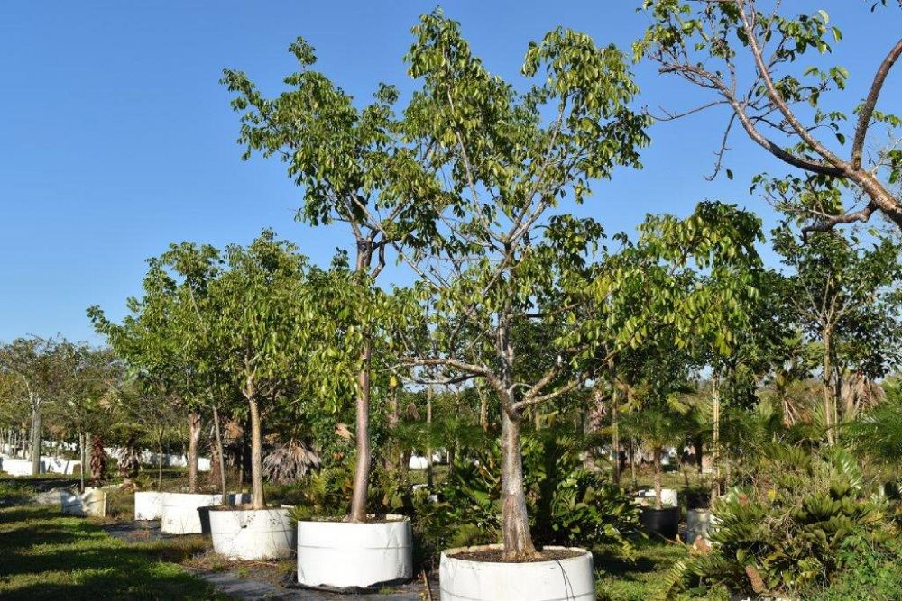 bursera-simaruba-gumbo-limbo