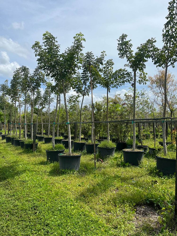bursera-simaruba-gumbo-limbo