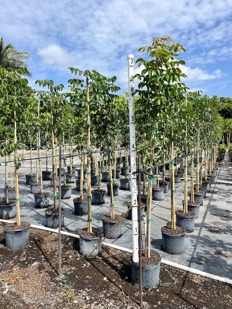 bursera-simaruba-gumbo-limbo