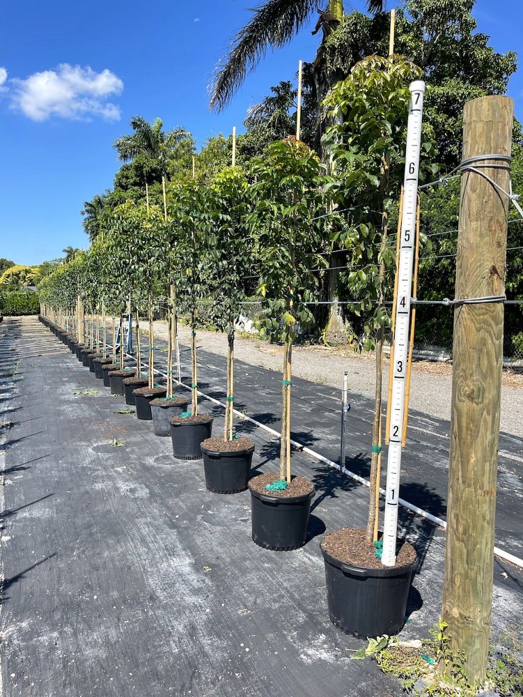 bursera-simaruba-gumbo-limbo