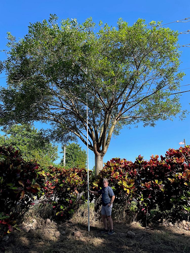 bursera-simaruba-gumbo-limbo