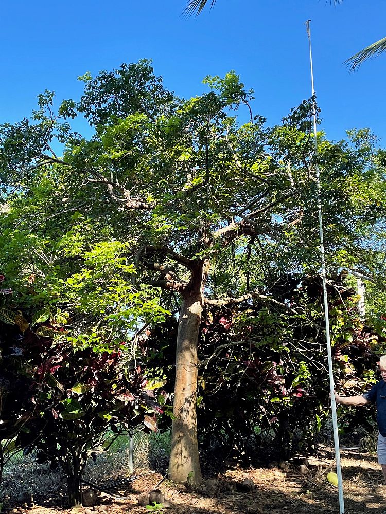 bursera-simaruba-gumbo-limbo