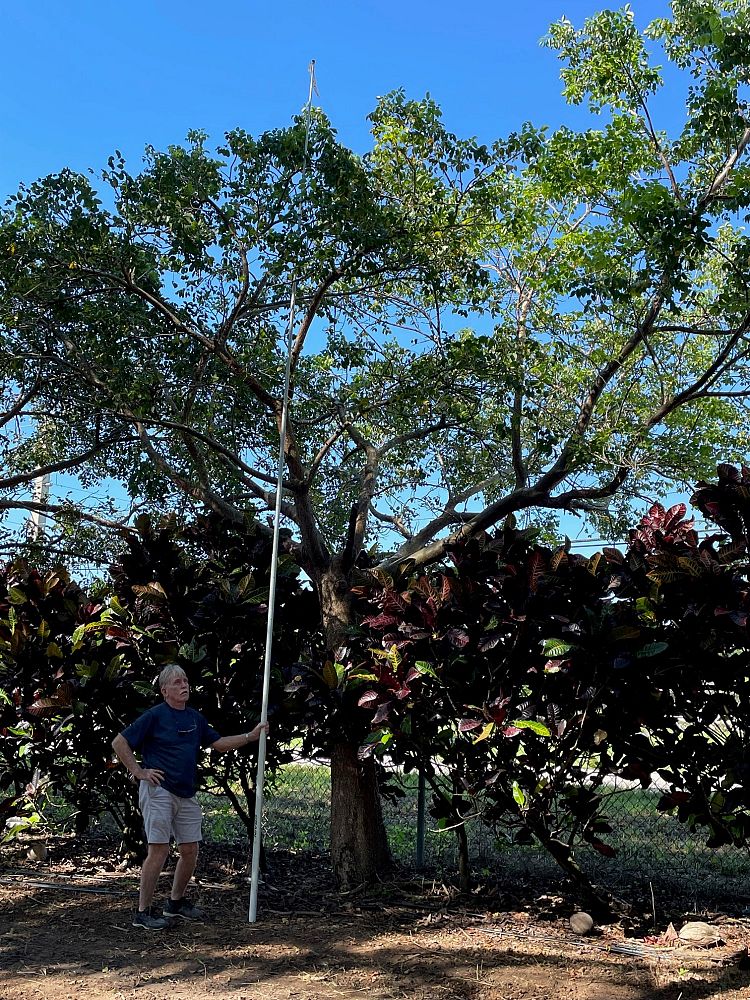 bursera-simaruba-gumbo-limbo