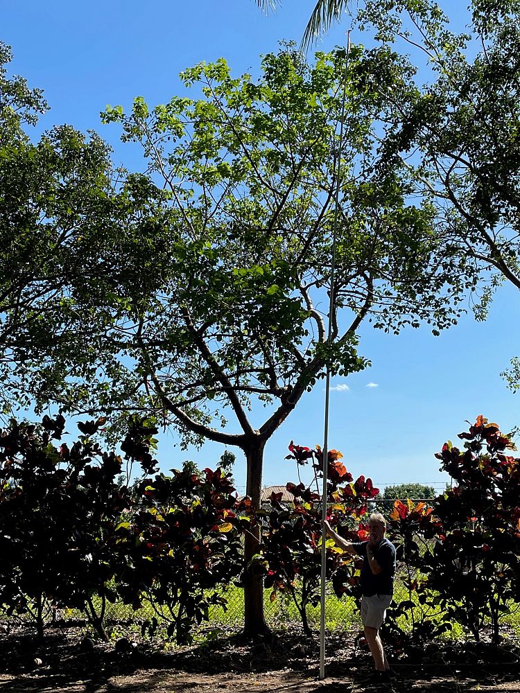 bursera-simaruba-gumbo-limbo