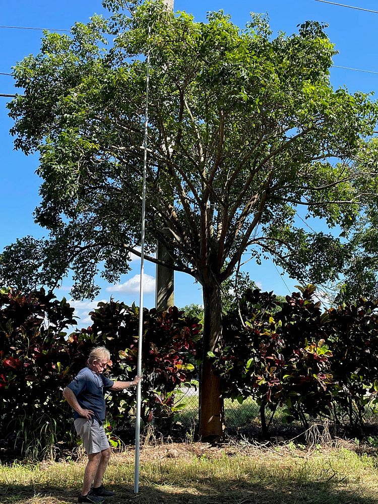 bursera-simaruba-gumbo-limbo