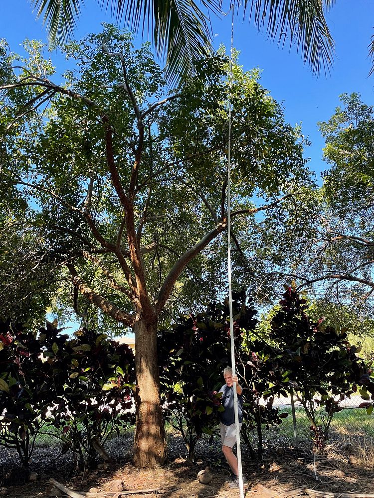 bursera-simaruba-gumbo-limbo