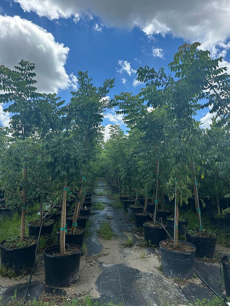 bursera-simaruba-gumbo-limbo