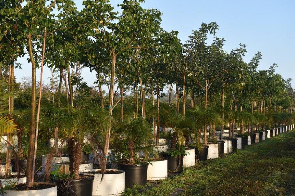 bursera-simaruba-gumbo-limbo
