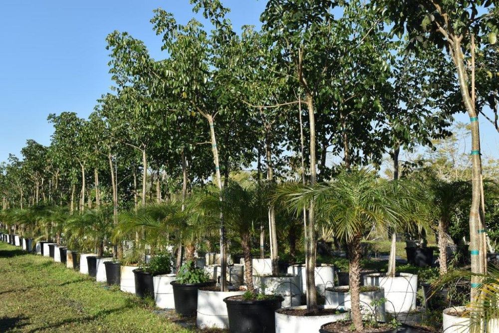 bursera-simaruba-gumbo-limbo