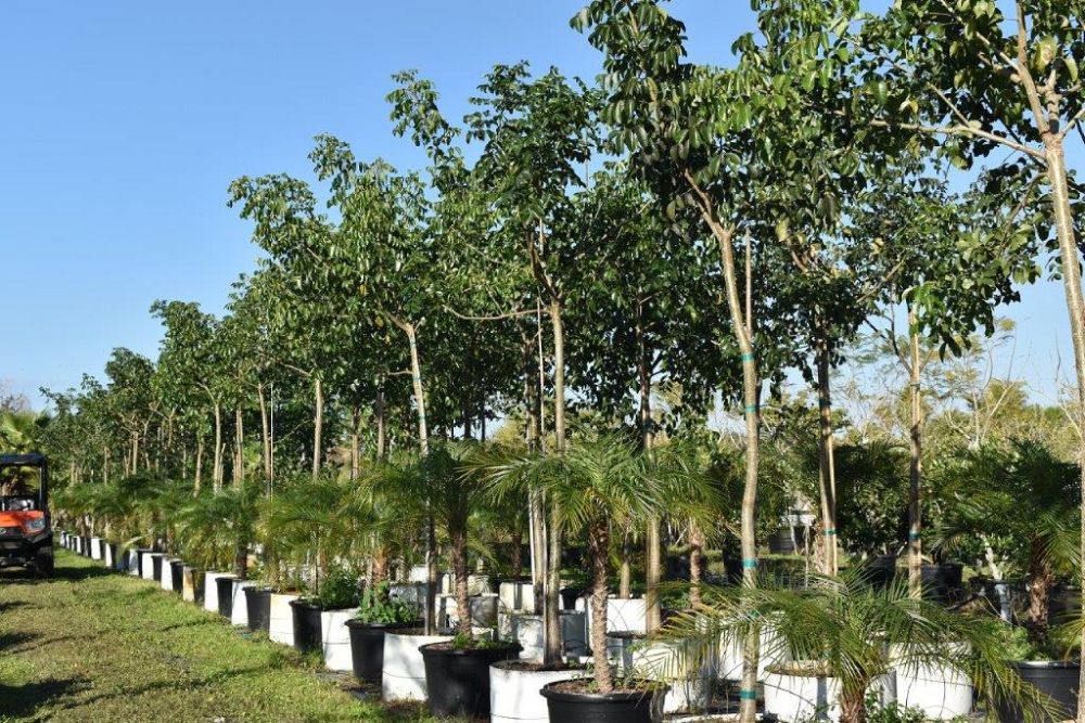 bursera-simaruba-gumbo-limbo