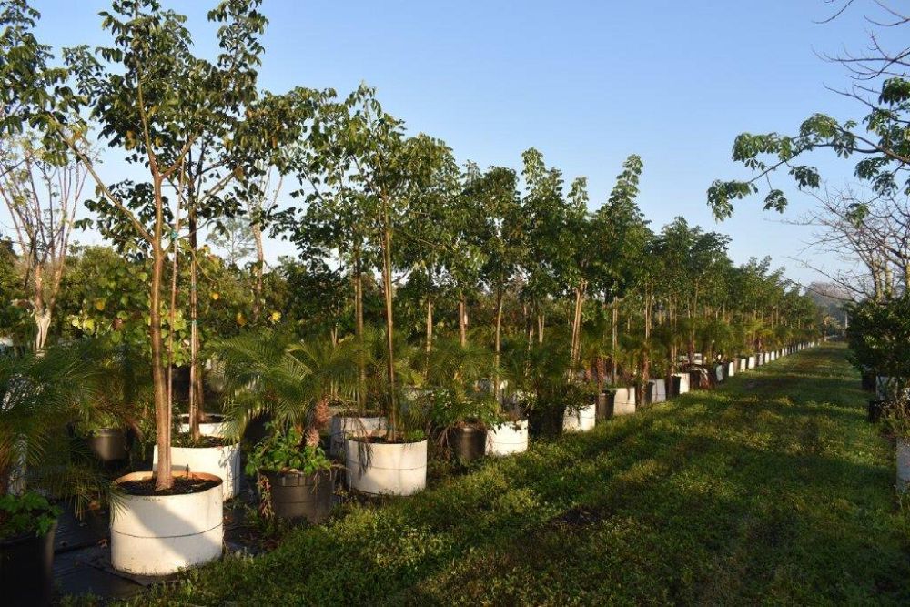 bursera-simaruba-gumbo-limbo