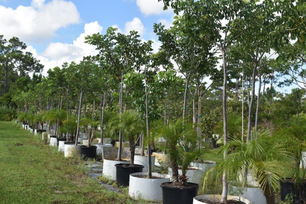 bursera-simaruba-gumbo-limbo