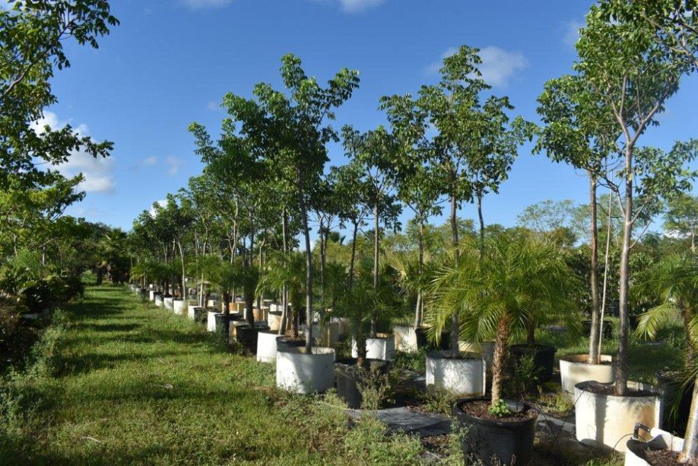 bursera-simaruba-gumbo-limbo