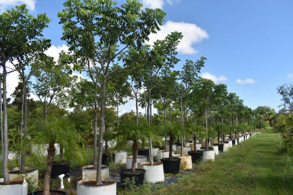 bursera-simaruba-gumbo-limbo