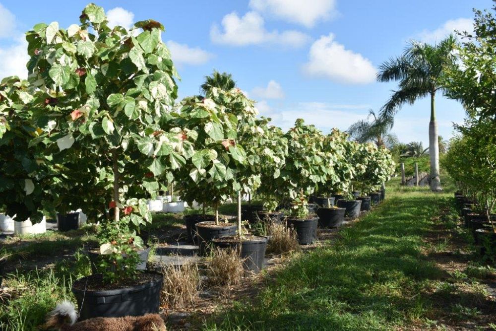 bursera-simaruba-gumbo-limbo
