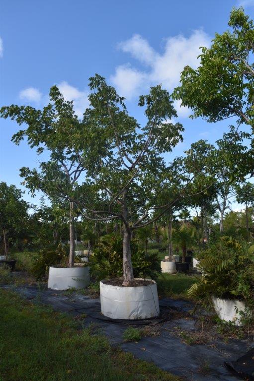 bursera-simaruba-gumbo-limbo