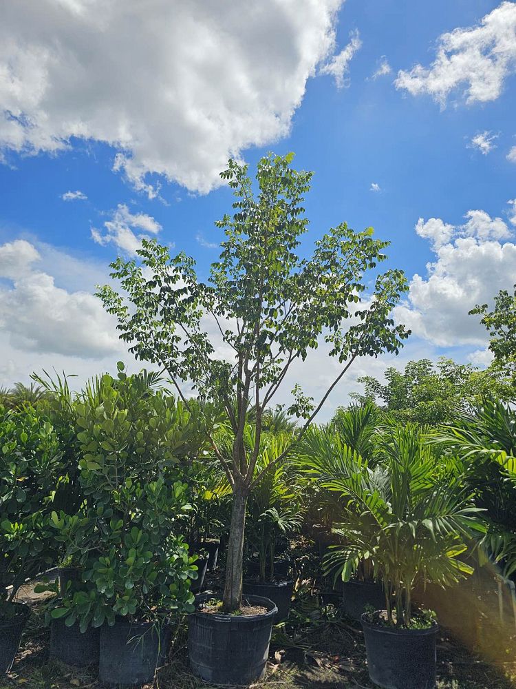 bursera-simaruba-gumbo-limbo