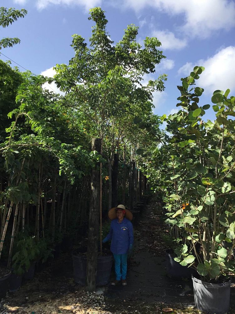 bursera-simaruba-gumbo-limbo