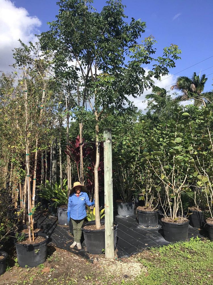 bursera-simaruba-gumbo-limbo