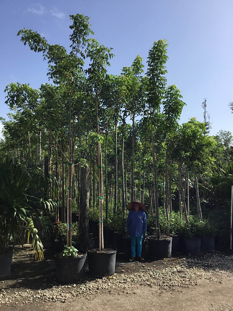 bursera-simaruba-gumbo-limbo