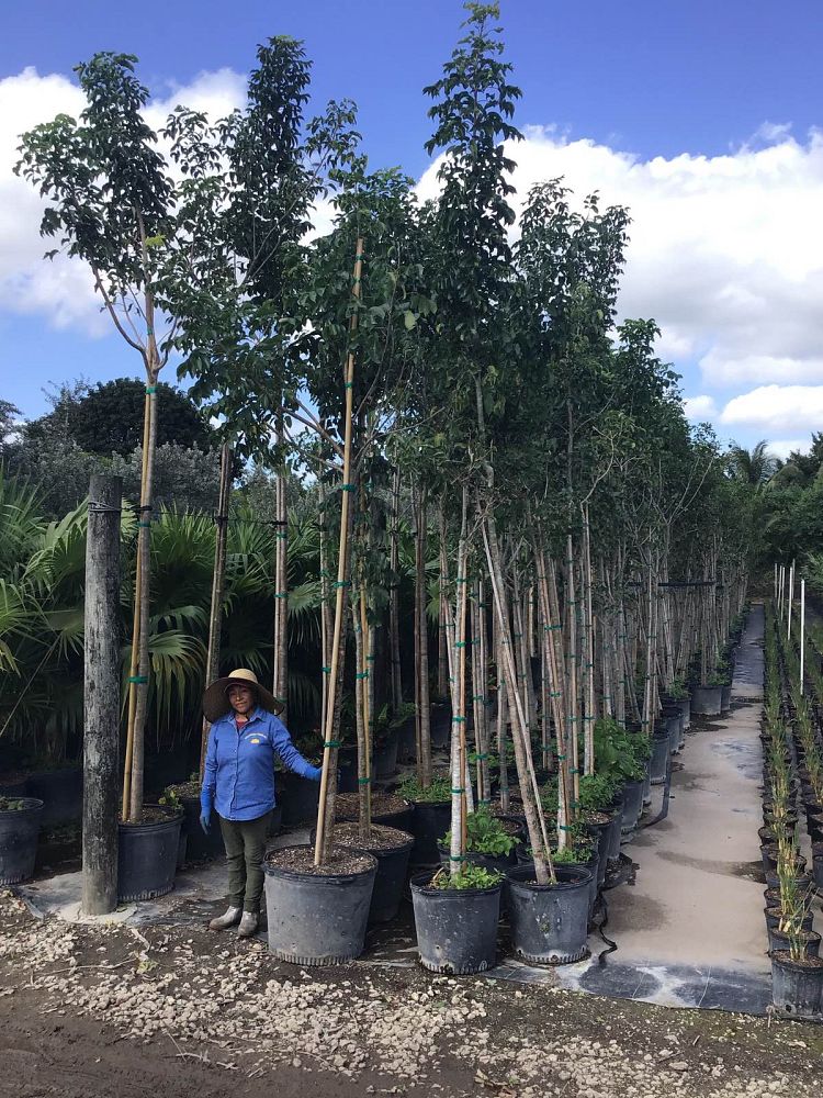 bursera-simaruba-gumbo-limbo