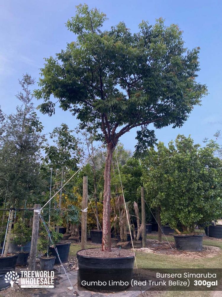 bursera-simaruba-gumbo-limbo